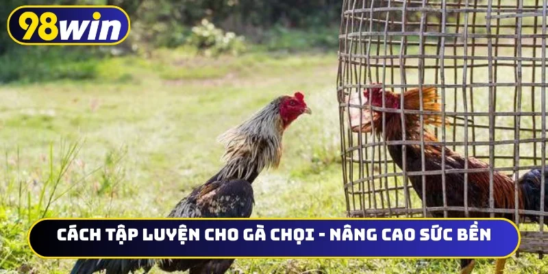 Cách tập luyện cho gà chọi
