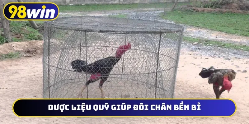 Dược liệu quý giúp đôi chân bền bỉ