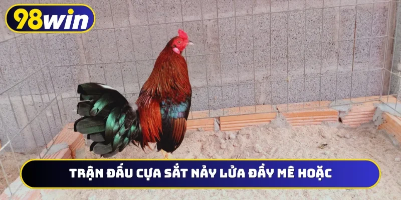 Trận đấu cựa sắt nảy lửa đầy mê hoặc